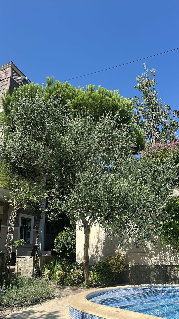 Гостиница Каштановый особняк Ялта-143