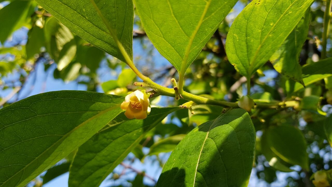 Гостиница Каштановый особняк Ялта-79