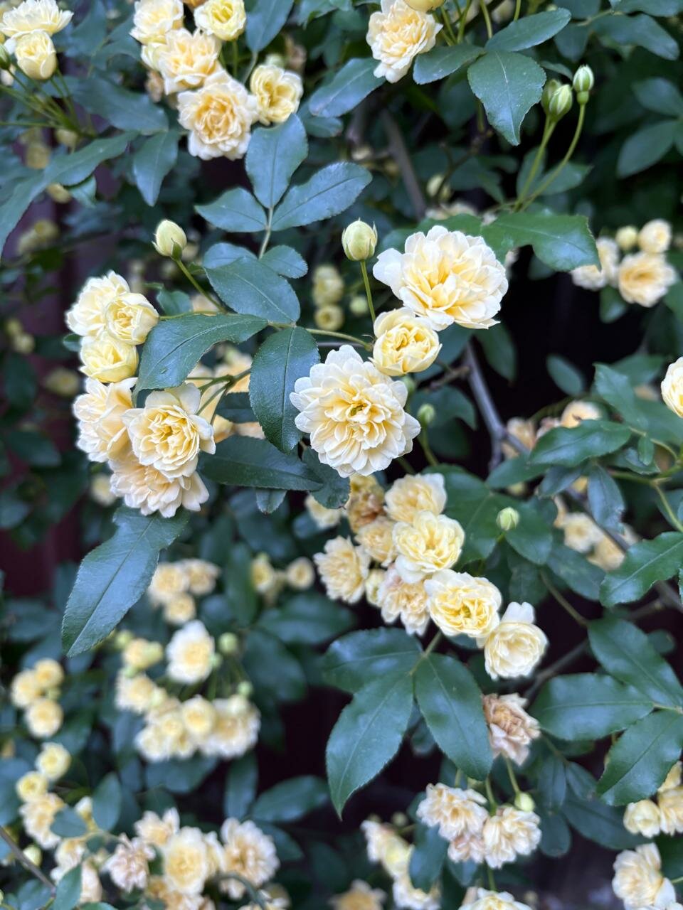 Гостиница Каштановый особняк Ялта-113