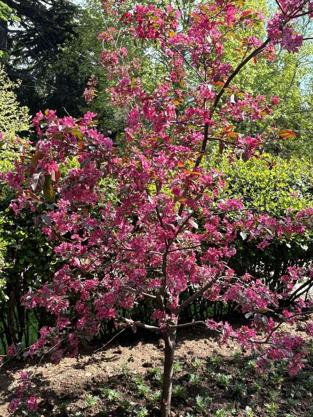 Гостиница Каштановый особняк Ялта-97