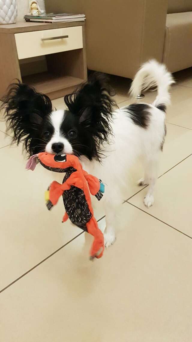 Гостиница Каштановый особняк Ялта-70