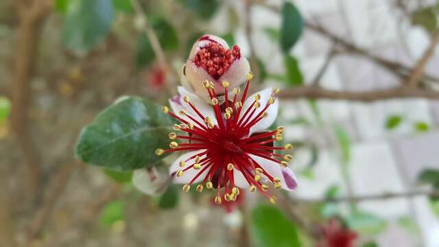 Гостиница Каштановый особняк Ялта-81