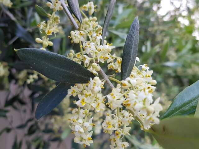 Гостиница Каштановый особняк Ялта-82