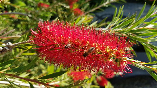 Гостиница Каштановый особняк Ялта-77