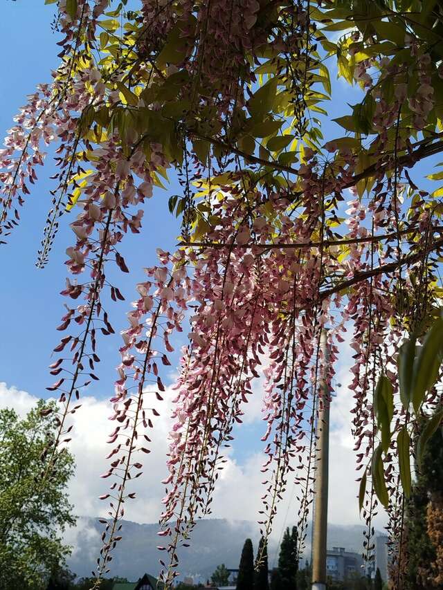 Гостиница Каштановый особняк Ялта-90